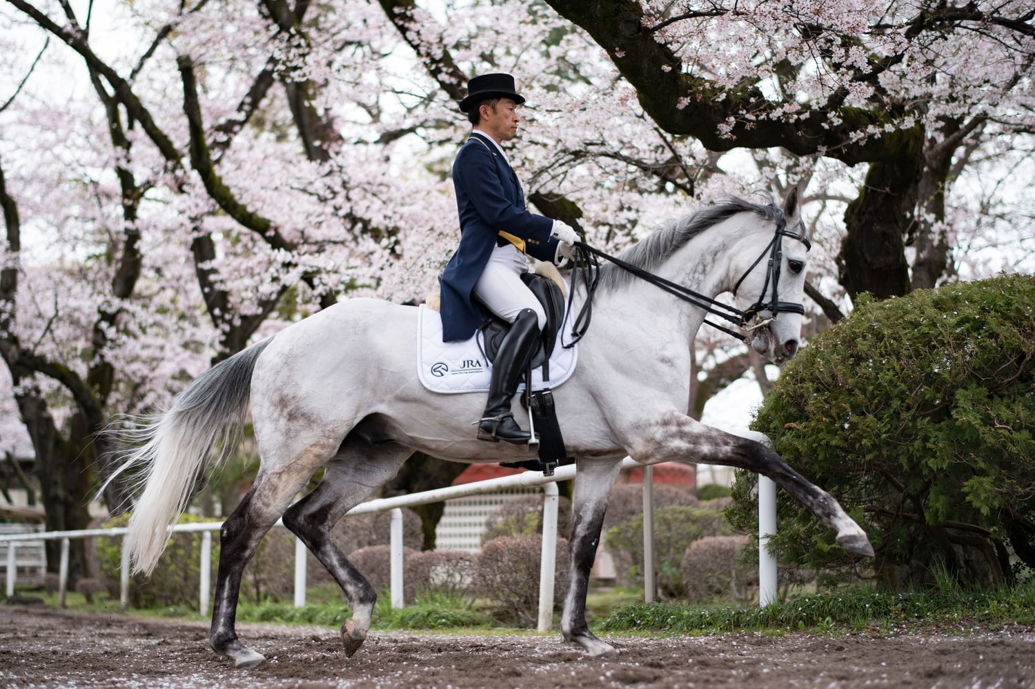 北原が馬場馬術競技馬として育成したオースミイレブン（父クロフネ、母ロジータ）