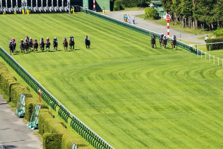 アイビスサマーダッシュの全景 ／ photograph by photostud