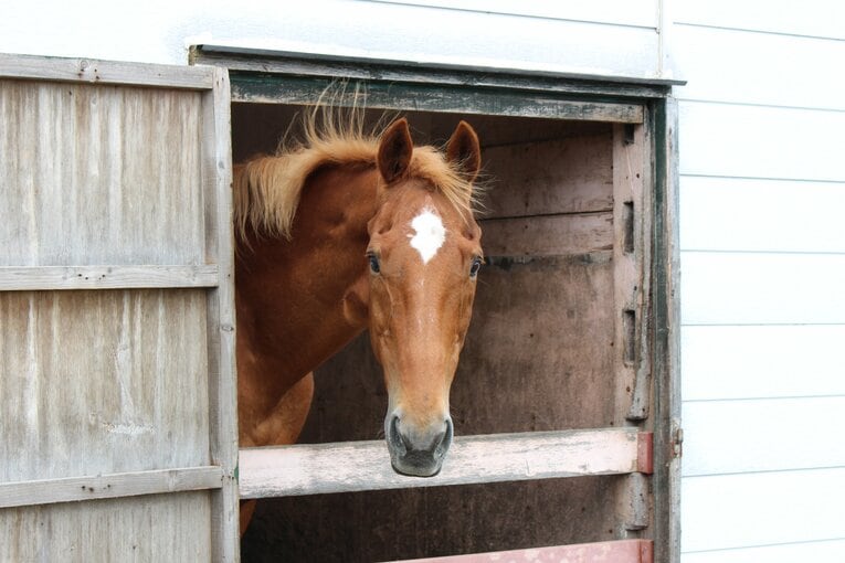©The Retired Horse Association