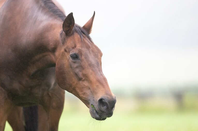 牧草を口に含んで幸せそうなナイスネイチャ　©Daisuke Asauchi