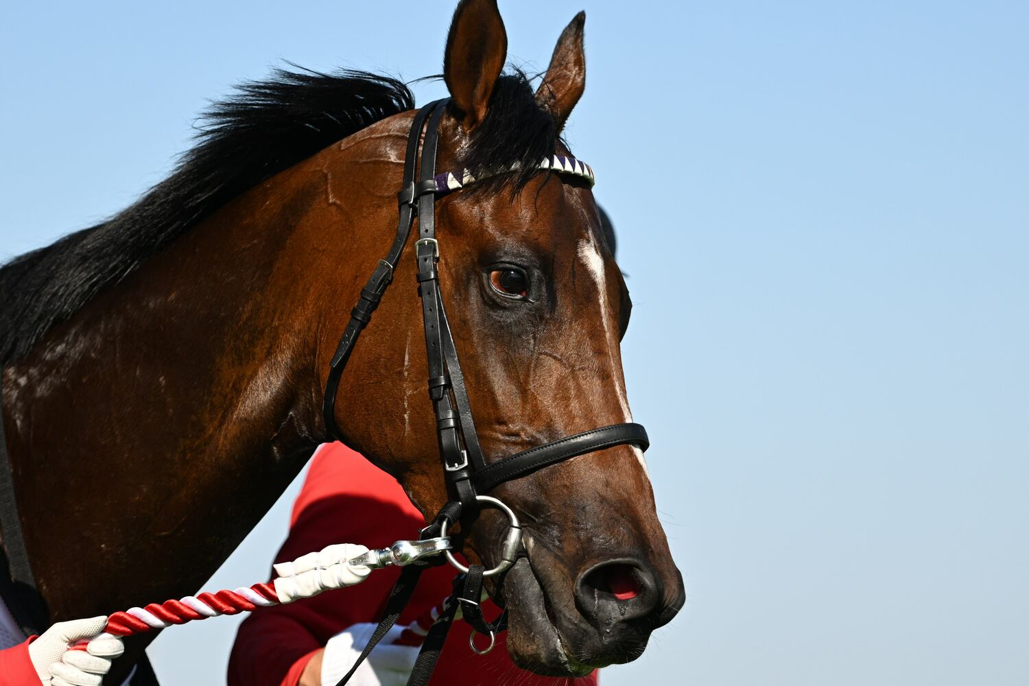 レース後のドウデュース　©Keiji Ishikawa