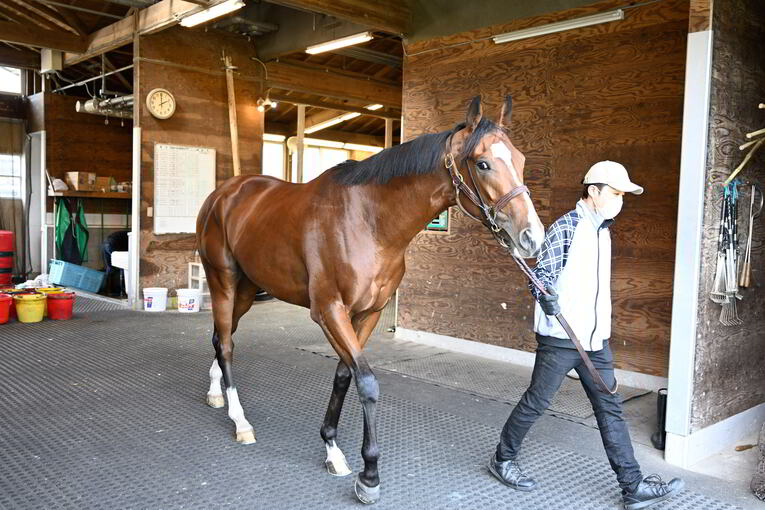 ソールオリエンスは“取材中も”くつろいでいた…記者が目撃した、ダービー1番人気の「名馬の風格」 武豊“絶賛”のファントムシーフも侮れない(16)