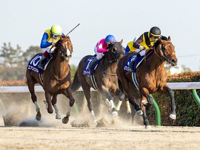 フェブラリーSでGI初制覇のカフェファラオはクロフネの逆パターン？ 「早熟」とささやかれた良血馬が横綱相撲＜Number Web＞ photograph by Photostud