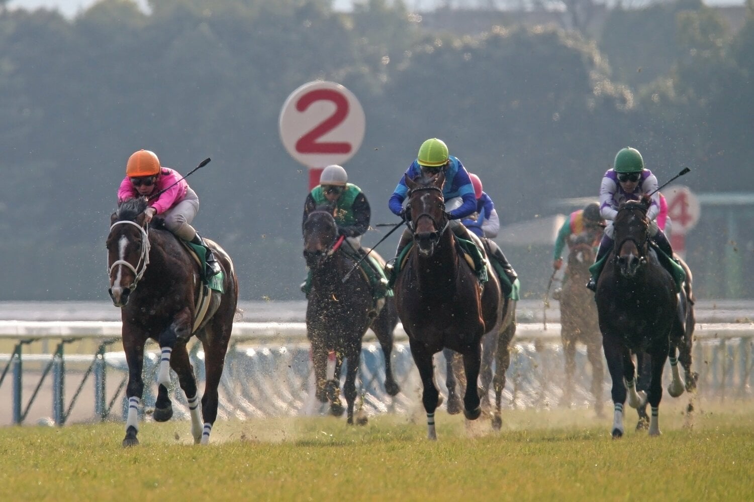 圧倒的な人気を背負って出走したきさらぎ賞。オーシャンエイプス（写真右）は4着に敗れた　©Yuji Takahashi