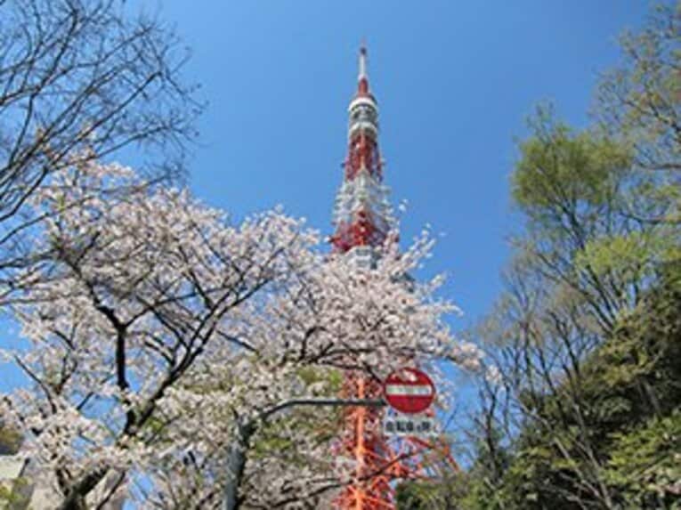 宴会自粛の千鳥ヶ淵、上野、谷中。桜の下で震災後の日本を考えた。(12)
