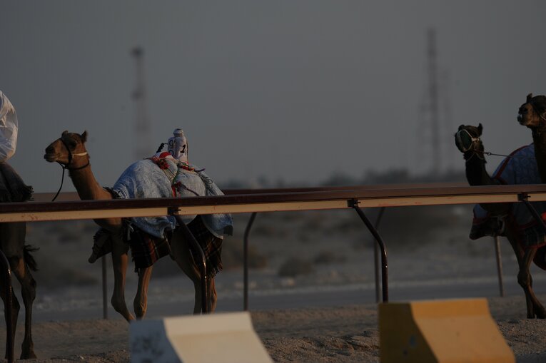 ラクダレース　©Bungeishunju