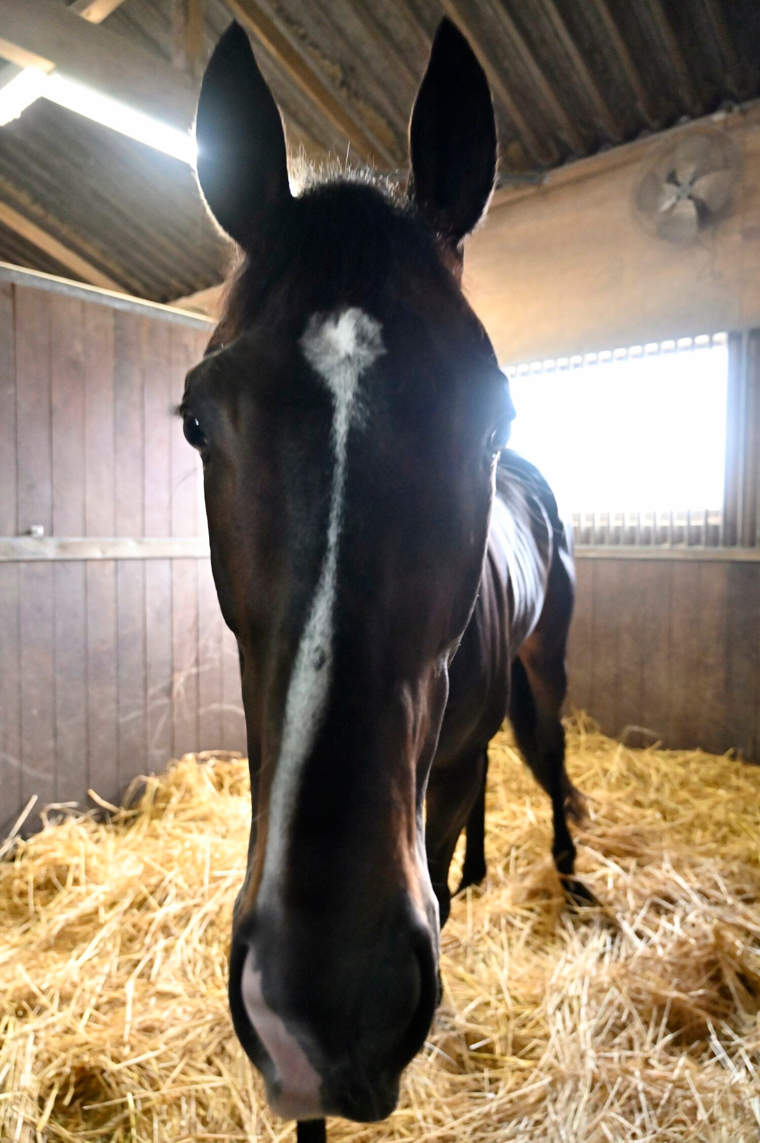 タイトルホルダーの母父・モティベイターは英ダービー馬、その父モンジューは1999年凱旋門賞を制覇（2着はエルコンドルパサー）と欧州馬場の適性も期待される（写真はカメラが気になるタイトルホルダー）　©Takashi Shimizu