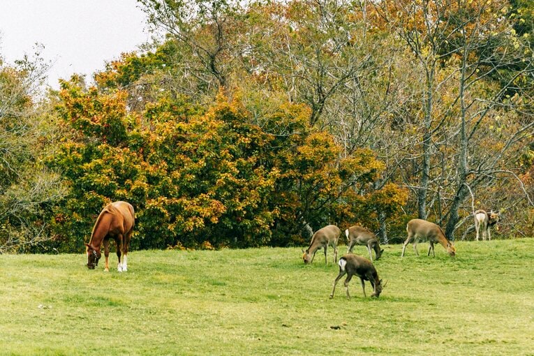 アドマイヤジャパン（一番左）　©Kiichi Matsumoto