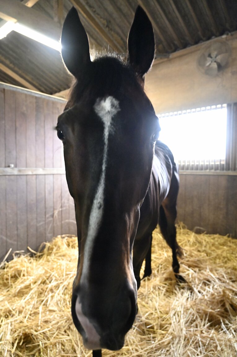 「僕とタイトルホルダーは折り合えるんだ」 横山家の長男・横山和生（29）が明かした天皇賞・春への自信と“父・典弘からのアドバイス”(10)