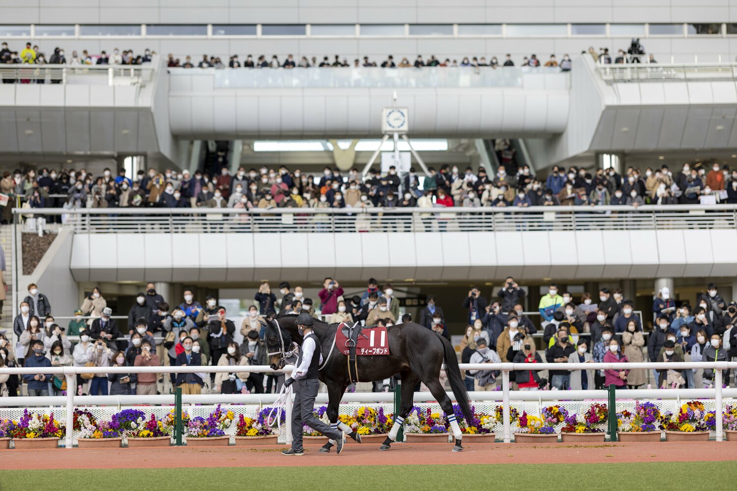 阪神大賞典パドックでのディープボンド　©Photostud
