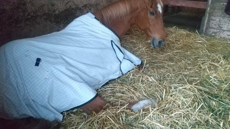 ©The Retired Horse Association