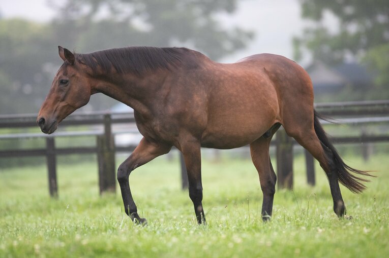 渡辺牧場で余生を過ごす在りし日のナイスネイチャ　©Daisuke Asauchi