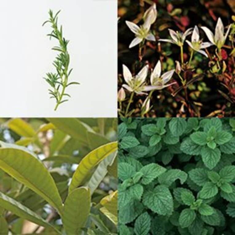 リガオス「for OILY SKIN」にはローズマリーエキス、センブリエキス、ビワ葉エキス、セイヨウハッカエキスなどの天然由来保湿成分が配合されている。 