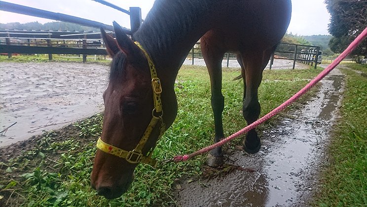 113連敗ハルウララに会いに行く ほしよりこが描くワガママな素顔 3 3 競馬 Number Web ナンバー