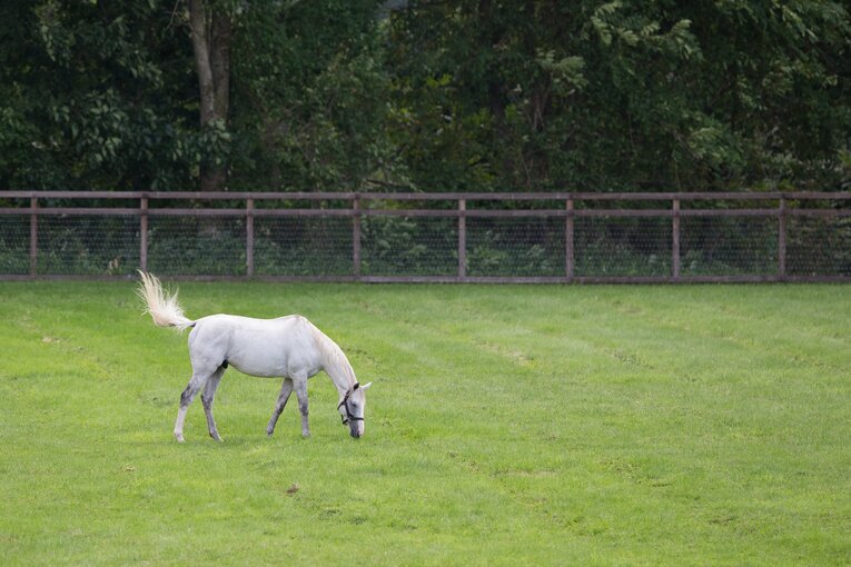 『ウマ娘』にも登場するゴールドシップ。現在はビッグレッドファームで種牡馬生活を送っている　©Getty Images