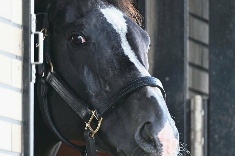 現在24歳のブラックタイド。ブリーダーズSSの現役種牡馬だ ／ photograph by Keiji Ishikawa