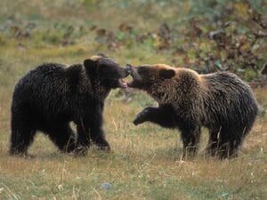 「撃ってくれ!」「弾ないんだわ!」ヒグマに襲われた69歳ベテラン猟師の“誤算”「入れ歯は割れて、口は裂けた」「眼球をえぐられなくて良かった」