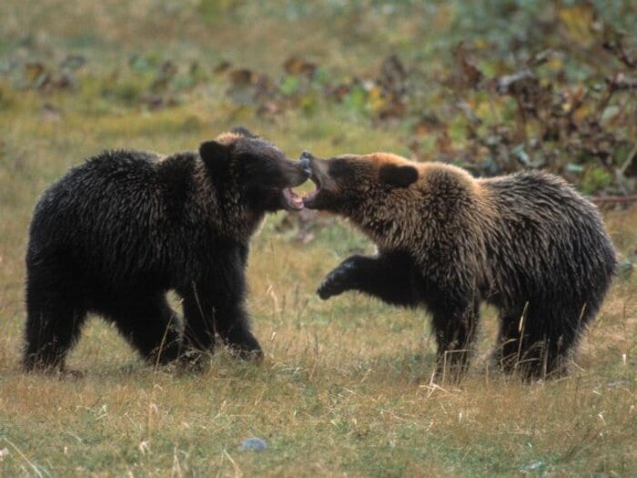 「撃ってくれ！」「弾ないんだわ！」ヒグマに襲われた69歳ベテラン猟師の“誤算”「入れ歯は割れて、口は裂けた」「眼球をえぐられなくて良かった」＜Number Web＞ photograph by JIJI PRESS
