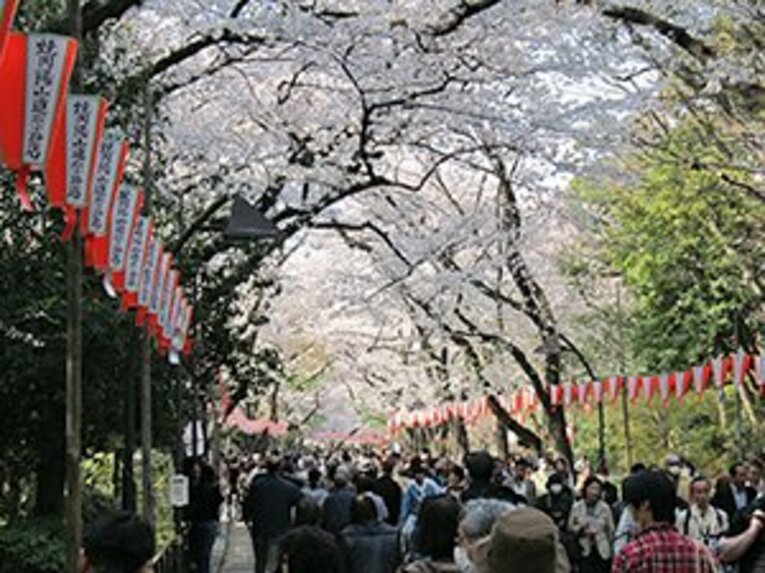 宴会自粛の千鳥ヶ淵、上野、谷中。桜の下で震災後の日本を考えた。(7)