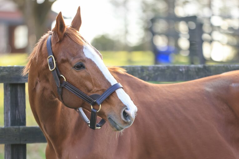2008年のNHKマイルカップとダービーを制したディープスカイ。「ナイスネイチャ・33歳のバースデードネーション」により引退馬協会での受け入れが決定した　©Daisuke Asauchi