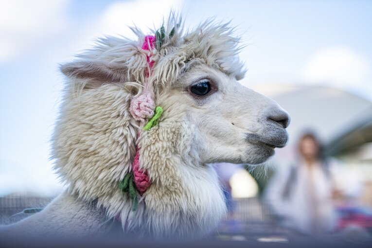 八ヶ岳アルパカ牧場のアルパカたち