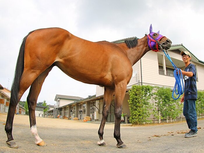 総決算の宝塚記念、夏は牝馬を買え!メイショウマンボが歴史的名牝に挑む。<Number Web> photograph by Yuji Takahashi