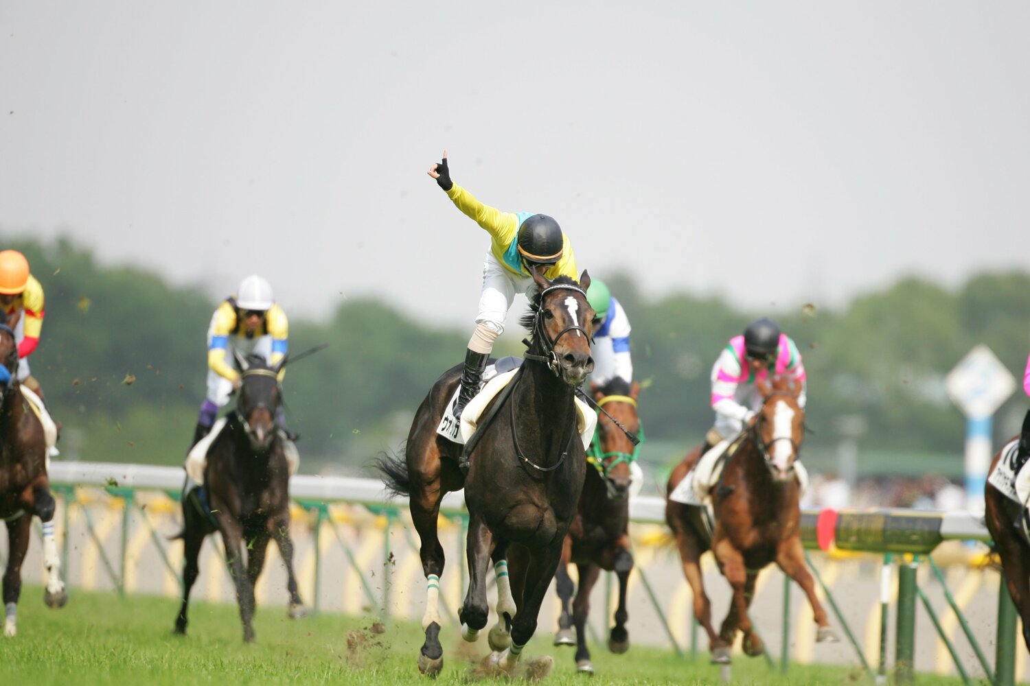 競馬 ミニゼッケン ウオッカ 日本ダービー