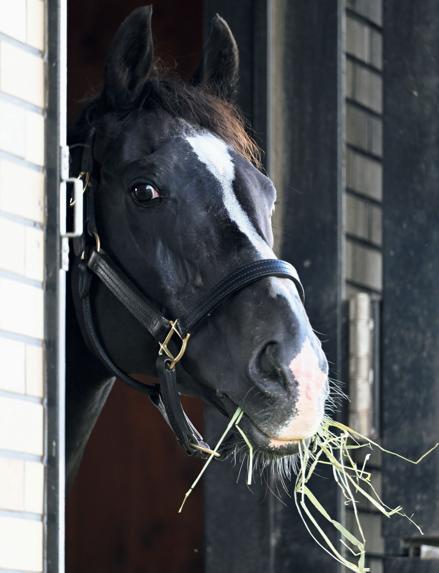 ブラックタイド「『ひょっとしたら』が想像以上に」