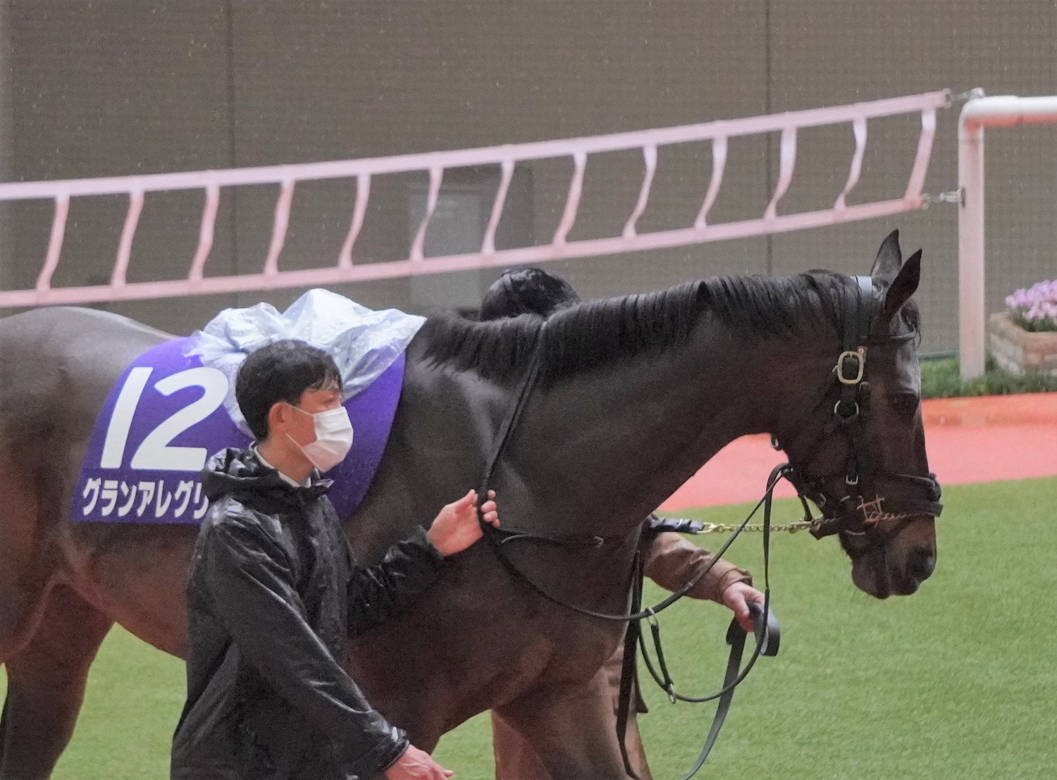 大阪杯でのグランアレグリア