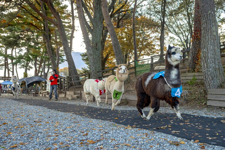 中盤は縦長の隊列に。2番の花ちゃん（メス、2歳）は後方待機（？）で機を窺う