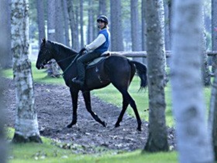 未曾有の不況が続く中、日本競馬よ、どこへ行く。<Number Web>