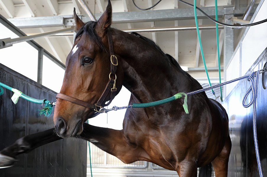 18年最後のgiにも怪物が登場 サートゥルナーリアのスケールは 競馬 Number Web ナンバー