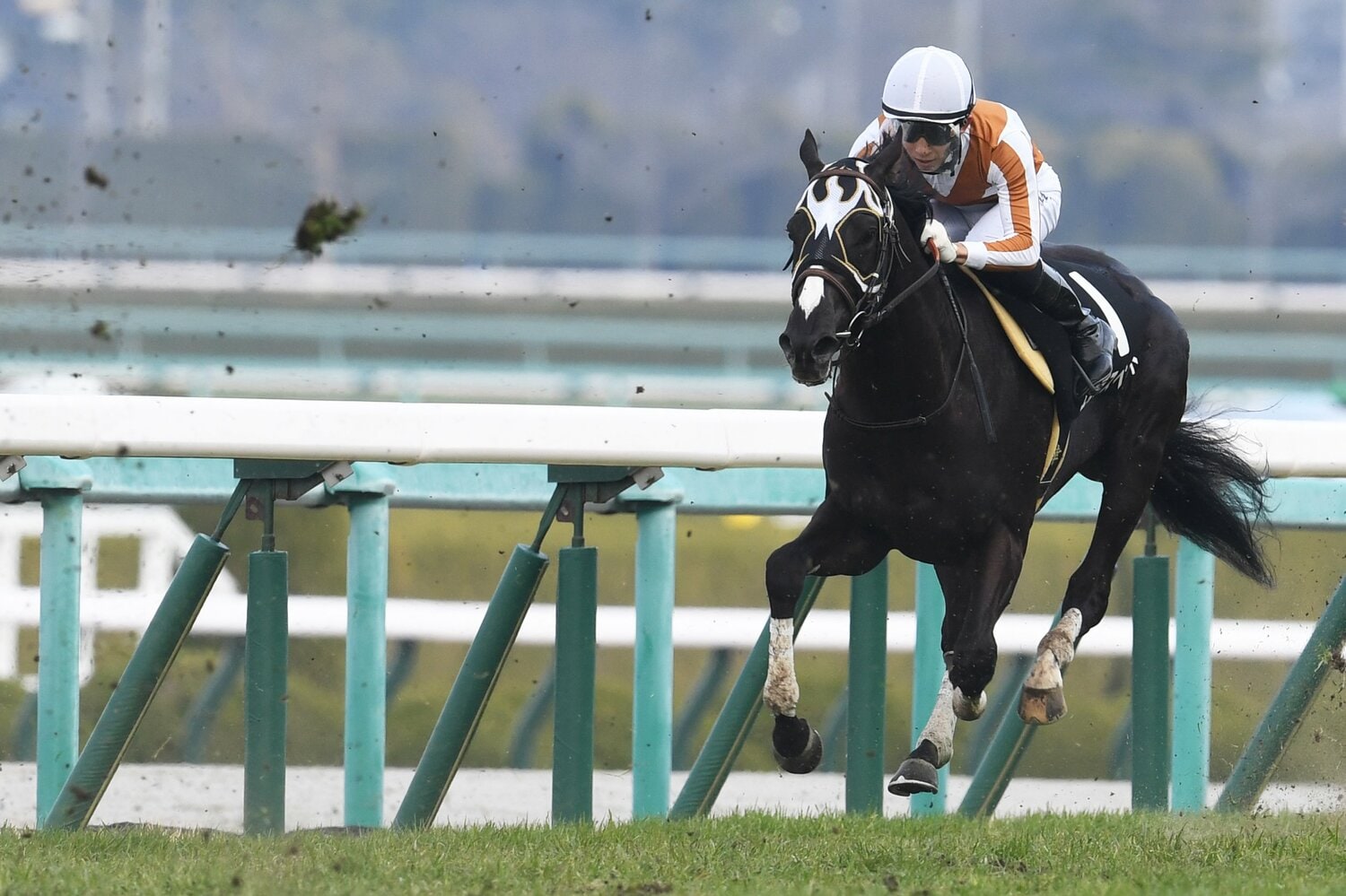 3月12日のゆきやなぎ賞で7着に敗れたエルデスペラード号　©Masashi Hara