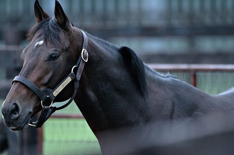 引退後のディープインパクト©Takuya Sugiyama