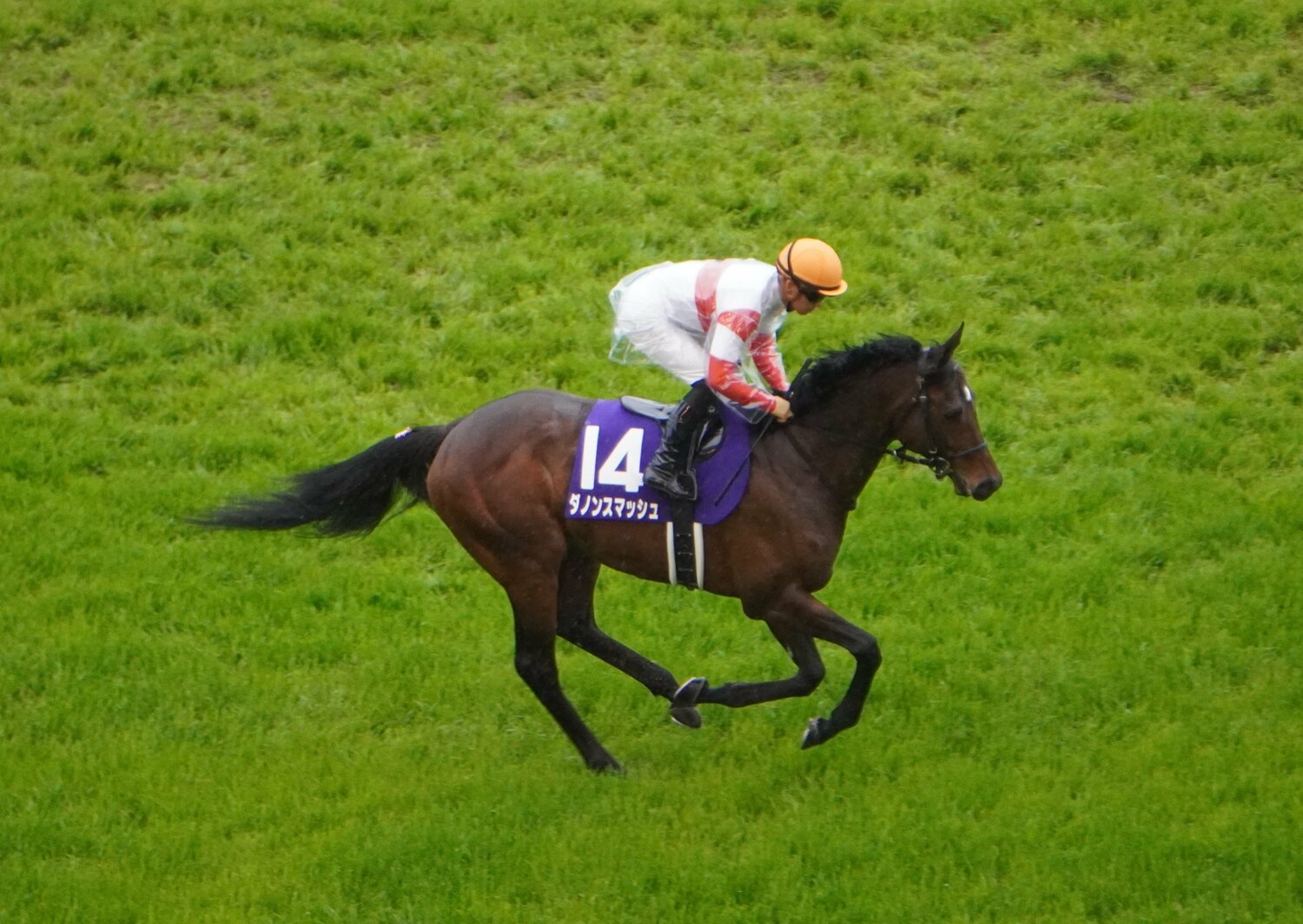 昨年の香港スプリント覇者・ダノンスマッシュ（写真は21年の高松宮記念）　©Satoshi Hiramatsu