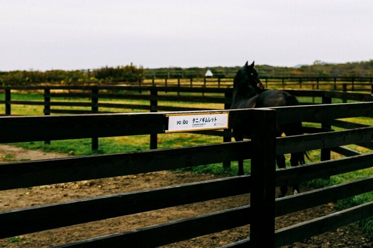 Yogiboで寝る馬”動画をどう撮った？ 牧場代表・岩崎崇文が語る“あのCM