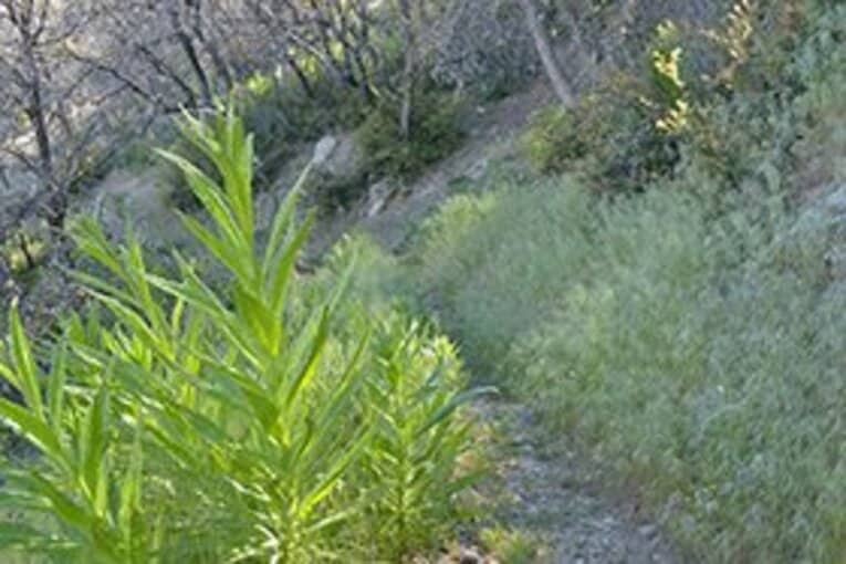 毒草のひとつ、プードルドッグブッシュ。