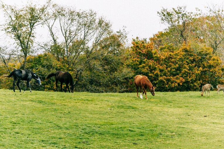 アドマイヤジャパン（中央右）　©Kiichi Matsumoto