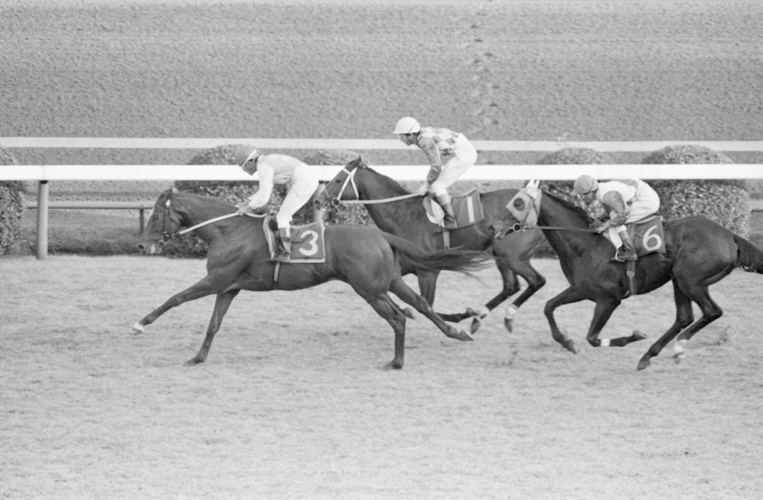 1977年の有馬記念。優勝はテンポイント（左）。２着はトウショウボーイ（中央）、3着はグリーングラス（右）　©JIJI PRESS
