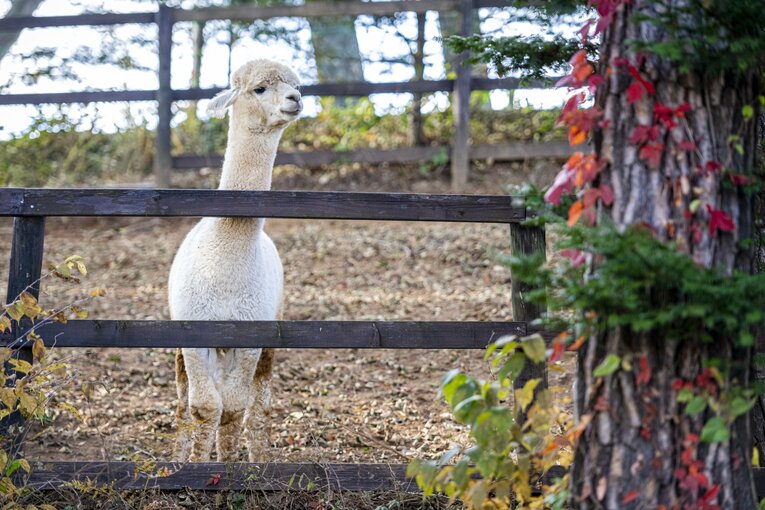 八ヶ岳アルパカ牧場のアルパカたち