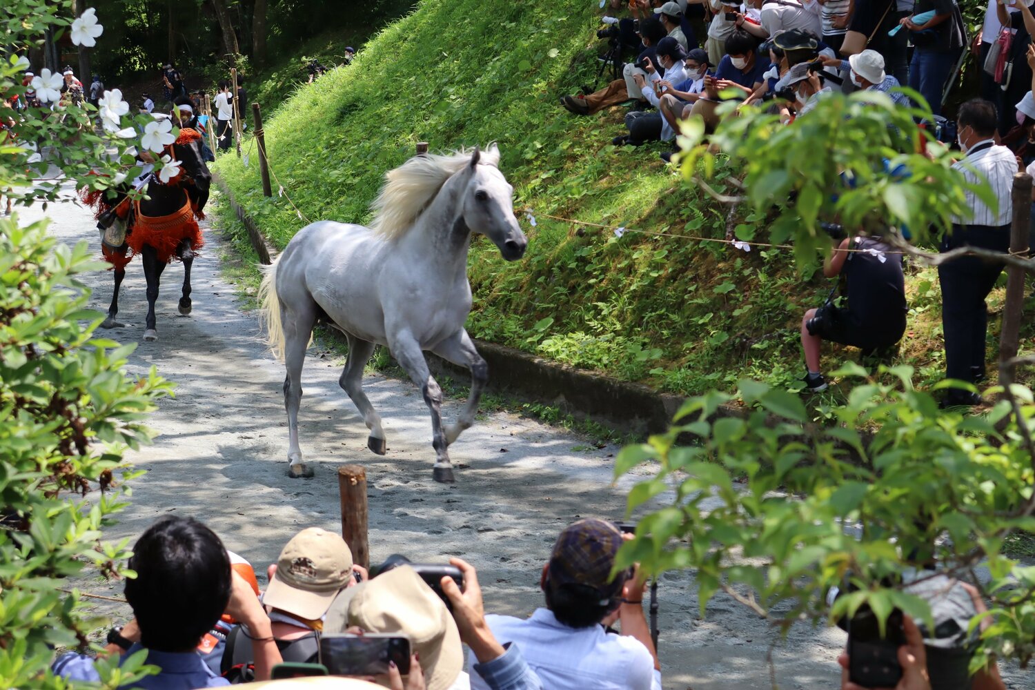 芦毛のウォースパイト。野馬懸では難しい役を完璧にこなした
