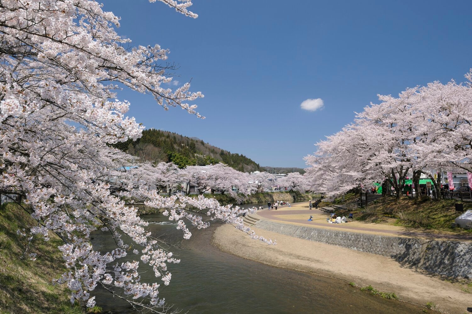 今出川の桜並木。石川町の中央を流れる北須川・今出川沿いには約2000本の桜が咲く。春には多くの観光客が訪れるという　©JIJI PRESS